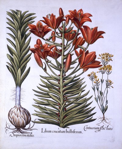 Oranssi lilja sipulien ja sipulien kanssa, myöhään kukkiva Blackstoria, Hortus Eystettensis, kirjoittanut Basil Besler (1561-1629), pub. 1613 (käsinvärinen kaiverrus) tekijältä German School