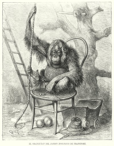 Orangutan Frankfurtin eläintarhassa, Saksassa (litho) tekijältä German School