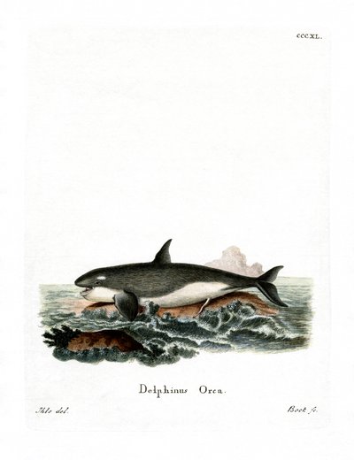 Orca (värillinen kaiverrus) tekijältä German School