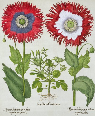 Koristeunikot, Basil Beslerin (1561-1629) Hortus Eystettensisistä, pub. 1613 tekijältä German School