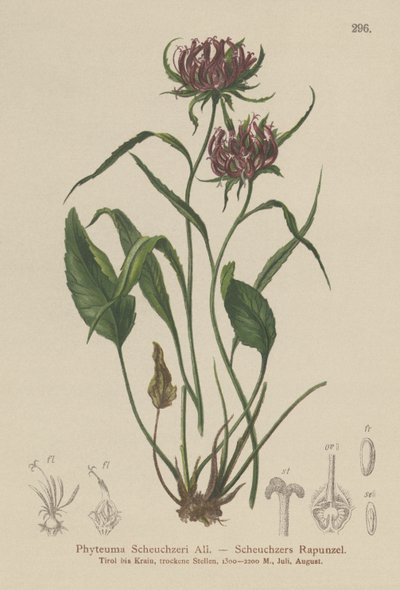 Oxford Rampion (Phyteuma Scheuchzeri) tekijältä German School
