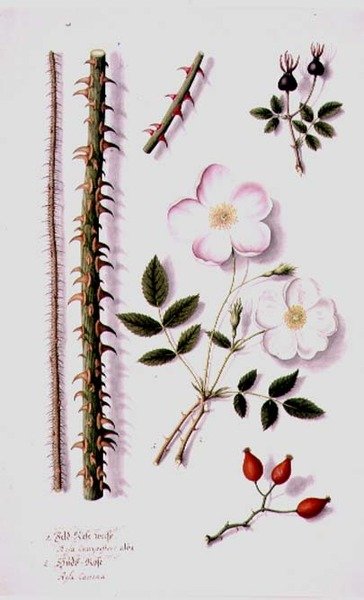 PD.98-1973f.14 White Field Rose (Rosa silvestris alba) ja Dog Rose (Rosa canina) n. 1820 (akvarelli & guassi) tekijältä German School