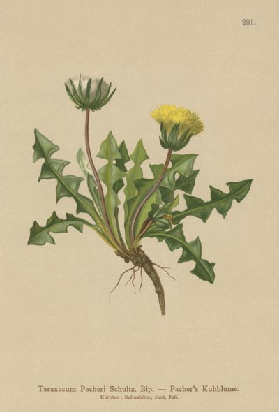 Pacheris voikukka (Taraxacum Pacheri) tekijältä German School