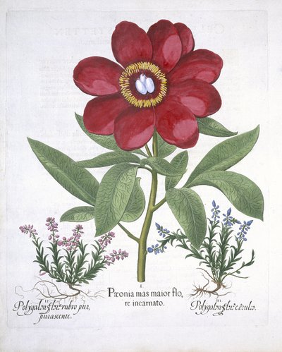 Paeony ja kaksi Polygalonia, Hortus Eystettensis, Basil Besler (1561-1629) pub. 1613 (käsinvärinen kaiverrus) tekijältä German School