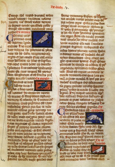 De Natura Rerumin sivu lintuista, Albertus Magnus (noin 1200-1280) tekijältä German School