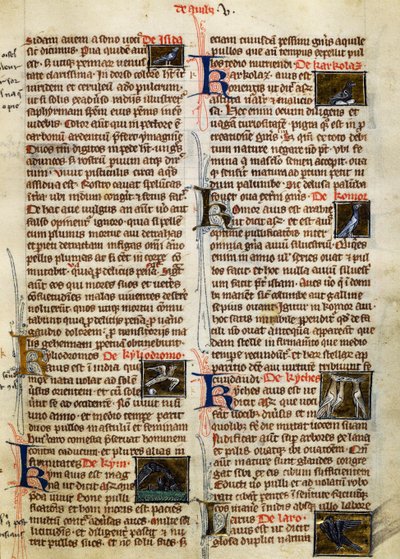 De Natura Rerumin sivu linnuista, Albertus Magnus (noin 1200-1280) tekijältä German School
