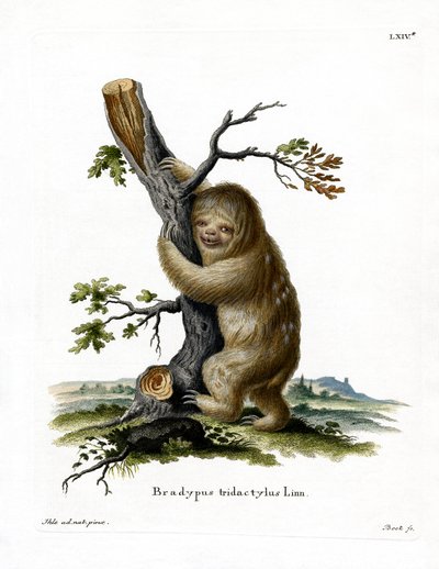 Pale-throated Sloth (värillinen kaiverrus) tekijältä German School