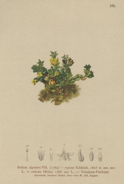 Vaalea kivikko (Sedum alpestre, Sedum repens, Sedum rubens) tekijältä German School