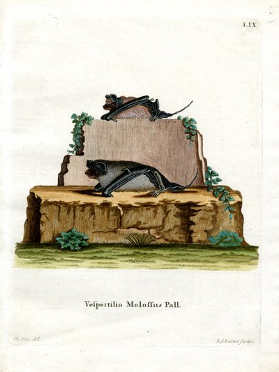 Pallaksen mastiffilepakko (värillinen kaiverrus) tekijältä German School