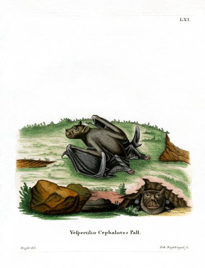 Pallaksen putkinenälepakko (värillinen kaiverrus) tekijältä German School