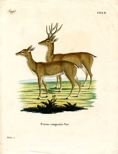 Pampas Deer (värillinen kaiverrus) tekijältä German School