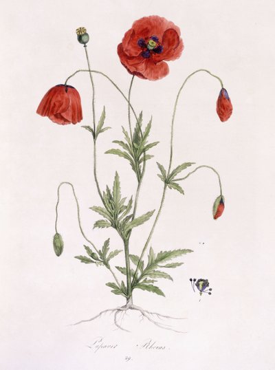 Papaver Rhoeas tekijältä German School