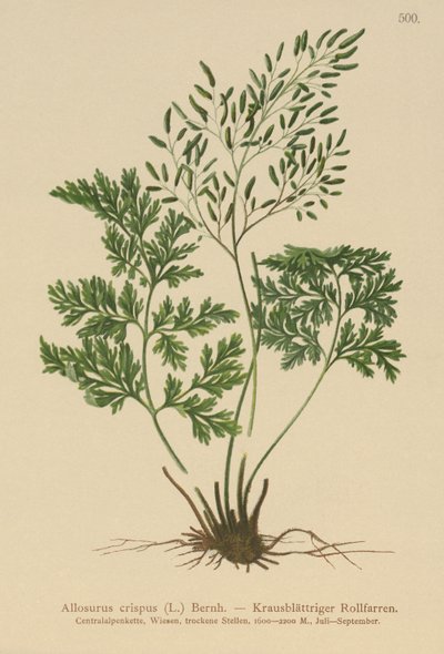 Persilja saniainen (Allosurus crispus, Cryptogramma crispa, Osmunda crispa, Allosorus crispus) tekijältä German School