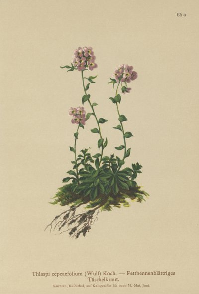 Pennykrassi (Thlaspi cepeaefolium) tekijältä German School