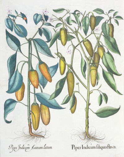 Paprikat: 1. Piper Indian keltainen 2. Piper Indicum aureum latum, Basil Beslerin (1561-1629) Hortus Eystettensisistä, pub. 1613 tekijältä German School