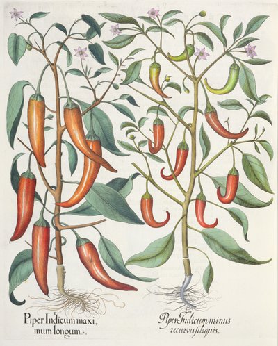 Paprikat: 1. Piper Indicum longum; 2. Piper Indicum minus recurvis filiquis, Basil Beslerin (1561-1629) Hortus Eystettensisistä, pub. 1613 tekijältä German School