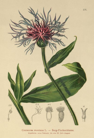 Monivuotinen ruiskaunokki (Centaurea montana) tekijältä German School