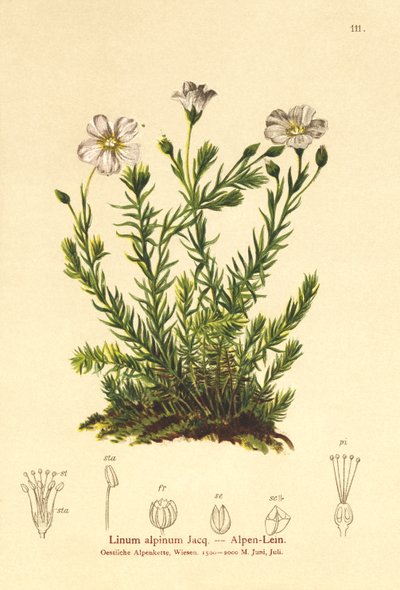 Monivuotinen pellava (Alpenum, Linum perenne) tekijältä German School