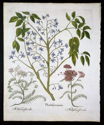 Persialainen lila tai Intian ylpeys ja Achillea Millefolium (Soldiers Woundwort) -levy 136 Hortus Eystettensisistä, Basil Besler (1561-1629) pub 1613 (käsinvärinen kaiverrus) tekijältä German School