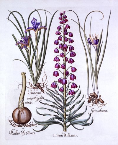 Persian lilja ja iirikset, Hortus Eystettensis, kirjoittanut Basil Besler (1561-1629), pub. 1613 (käsinvärinen kaiverrus) tekijältä German School