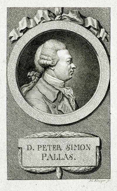 Peter Simon Pallas. (1741 – 1811) (Viivakaiverrus) tekijältä German School