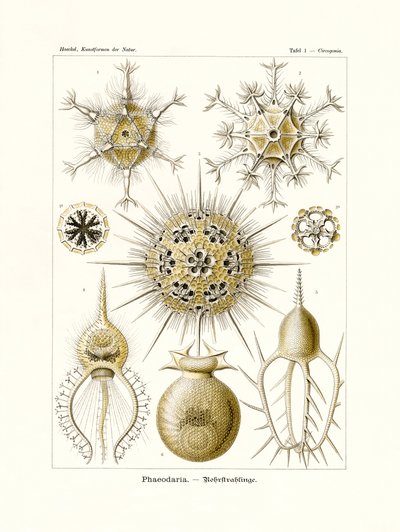 Phaeodaria, 1899-1904 tekijältä German School