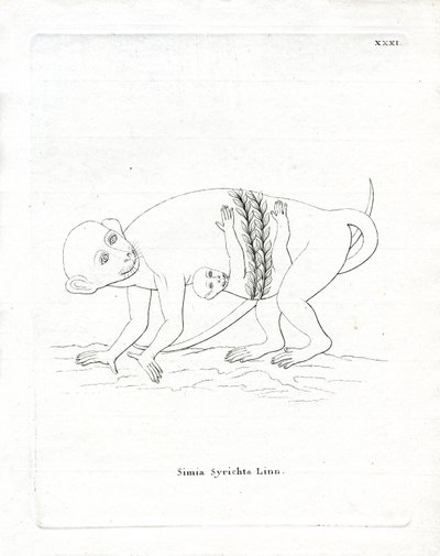 Filippiinien Tarsier (värillinen kaiverrus) tekijältä German School