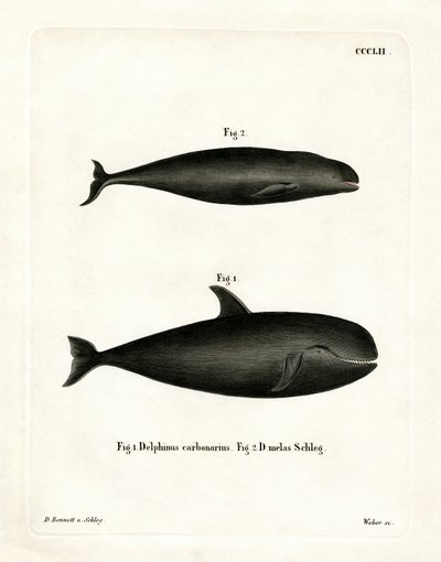 Pilot Whale (värillinen kaiverrus) tekijältä German School
