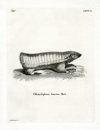 Pink Fairy Armadillo (värillinen kaiverrus) tekijältä German School