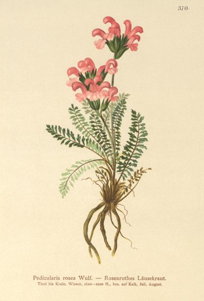 Vaaleanpunainen lousewort (Pedicularis rosea) tekijältä German School