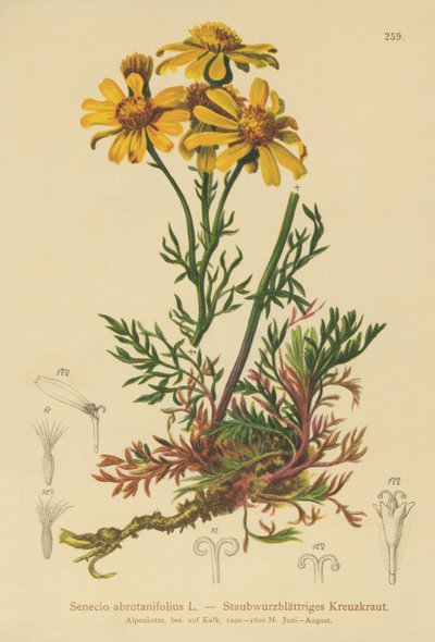 Pinnate-lehtinen ragwort (Senecio abrotanifolius, Jacobaea abrotanifolia) tekijältä German School