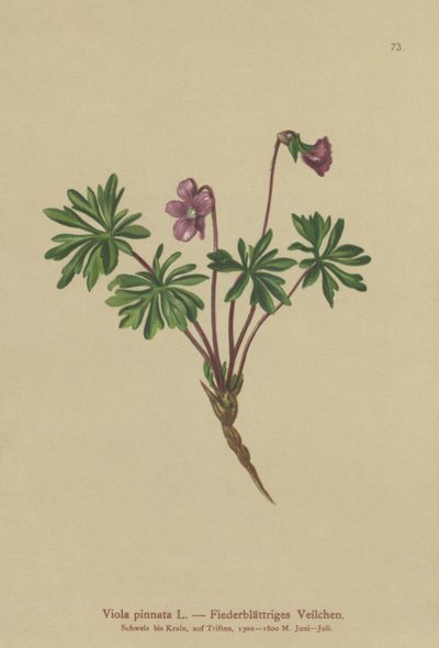 Pinnate Violet (Viola pinnata) tekijältä German School