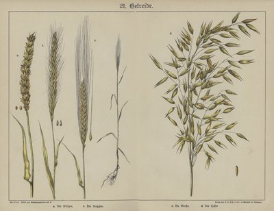 Kasvit (väri litho) tekijältä German School