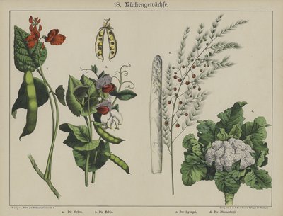 Kasvit (väri litho) tekijältä German School