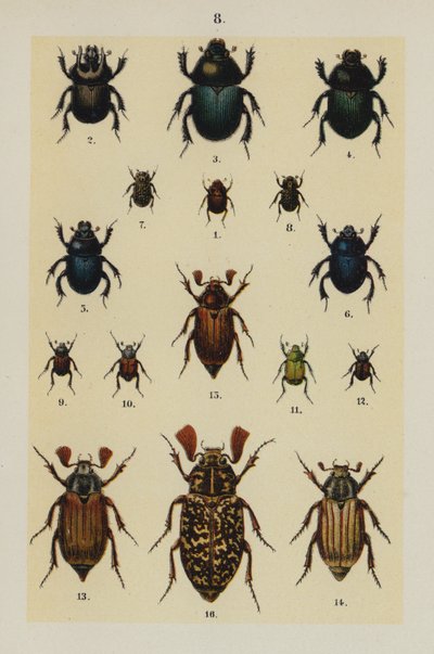 Lautas The Young Beetle-Collector