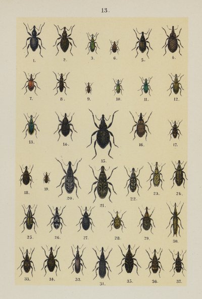 Lautas The Young Beetle-Collector
