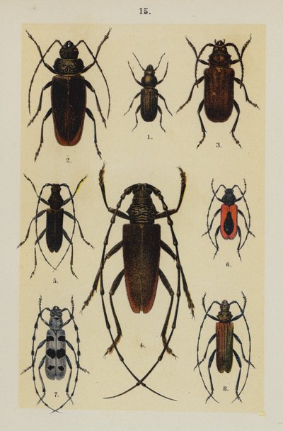 Lautas The Young Beetle-Collector