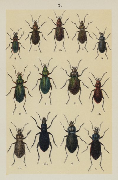 Lautas The Young Beetle-Collector