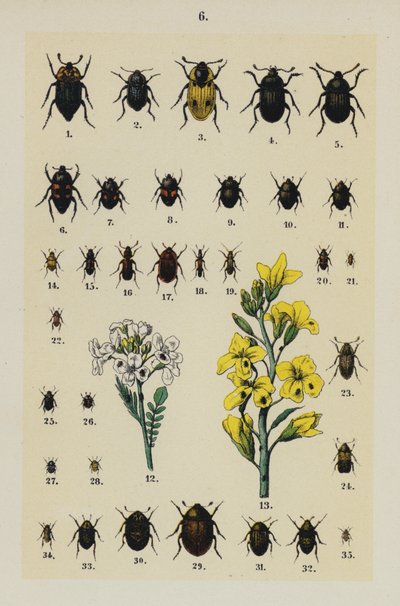 Lautas The Young Beetle-Collector