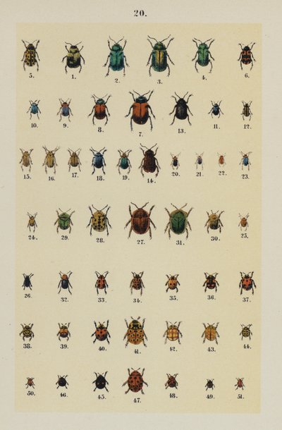 Lautas The Young Beetle-Collector