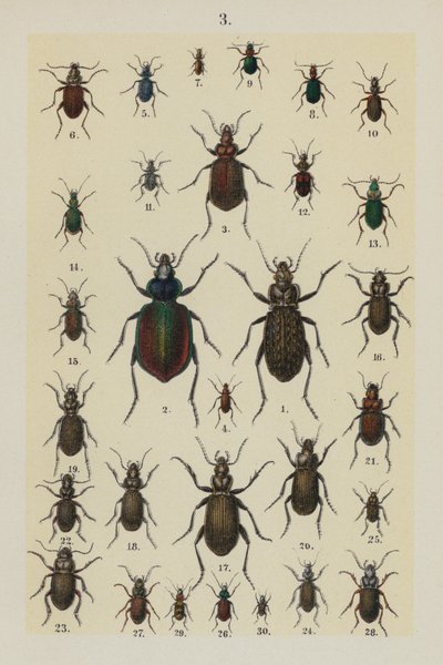 Lautas The Young Beetle-Collector