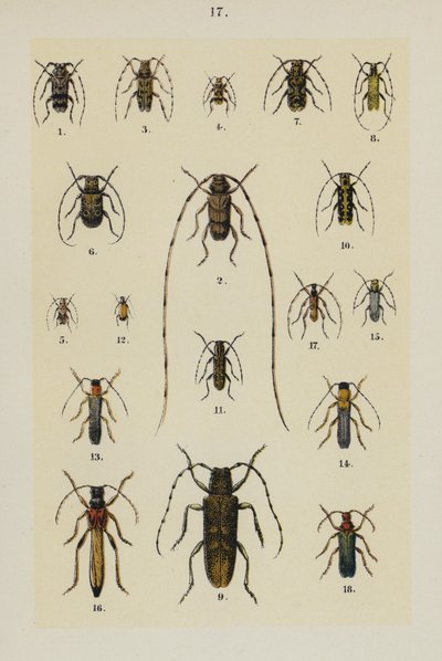 Lautas The Young Beetle-Collector