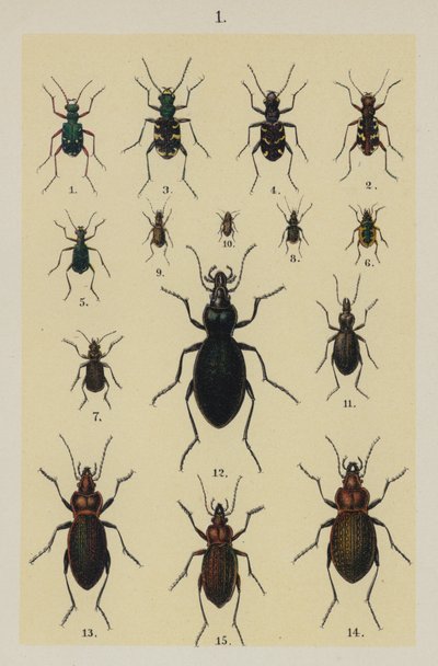 Lautas The Young Beetle-Collector