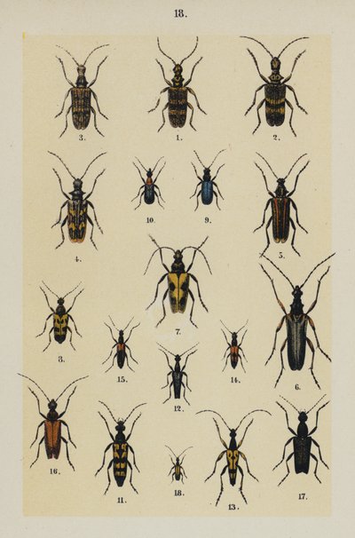 Lautas The Young Beetle-Collector