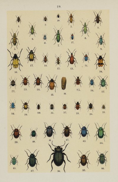 Lautas The Young Beetle-Collector