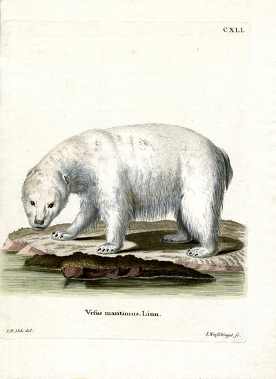 Jääkarhu (värillinen kaiverrus) tekijältä German School
