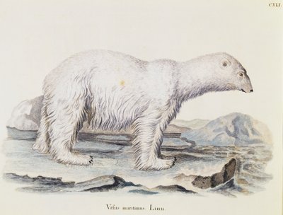 Jääkarhu (Ursus maritimus), teoksesta Mammals illustrated from Nature with descriptions, Johann Christian Daniel von Schreber (1739-1810), IC Bockin kaiverrus Marechalin piirroksen pohjalta, nide 3, taulukko 141, Saksa. tekijältä German School