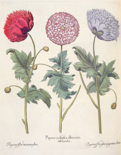 Unikot: 1. Unikko on punakuorittujen unikon kompleksi; 2. Unikko, täynnä miniaton kukkaa; 3. Papaver-kukka täynnä väriä, Basil Beslerin (1561-1629) Hortus Eystettensisistä, pub. 1613 tekijältä German School