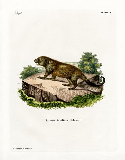 Porcupine (värillinen kaiverrus) tekijältä German School
