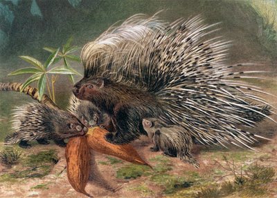 Porcupine, levy Brehmin eläinelämästä: General Knowledge of the Animal Kingdom, osa 2, s. 560, julkaissut Bibliographic Institute, 1890 tekijältä German School
